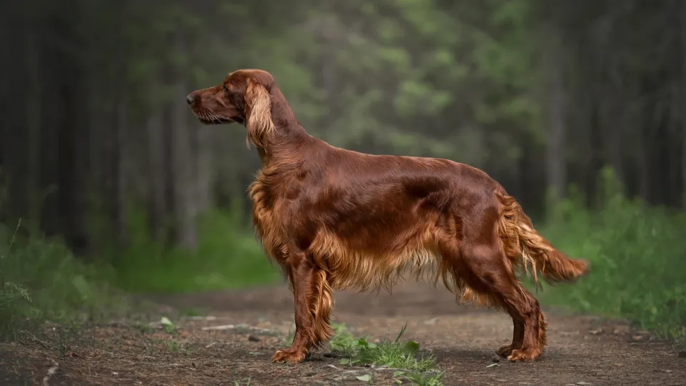 Irish Setter